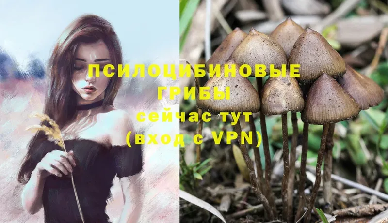 наркошоп  Новороссийск  Псилоцибиновые грибы Psilocybe 